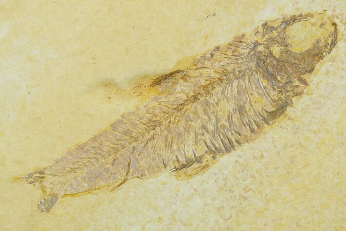 Detailed Fossil Fish (Knightia) - Wyoming #369391